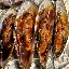 Baked Mussels
