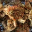 Soft Shell Crab